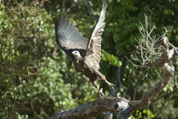 Haliaeetus vociferoides / Pygargue de Madagascar
