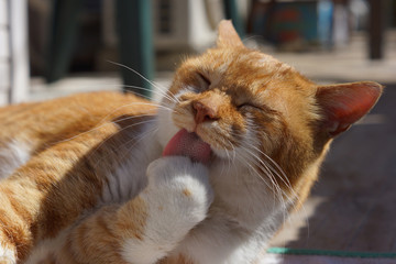 毛づくろいをする茶猫