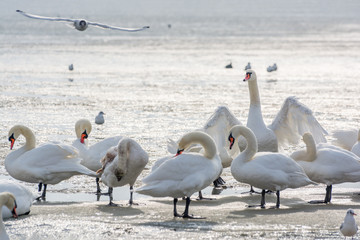 Swans, seagulls and ducks on ice frozen sea. Winter.