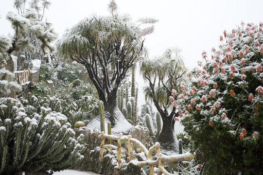 Jardin Exotique De Monaco Sous La Neige