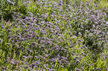 Clinopodium vulgare / Calament clinopode