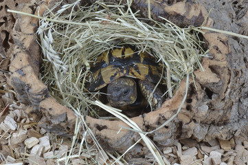 Testudo hermanni hermanni / Tortue d'Hermann occidentale