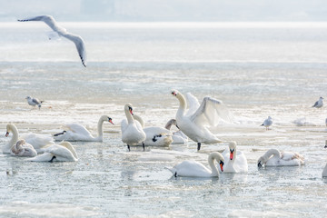 Fototapeta na wymiar Swans, seagulls and ducks on ice frozen sea. Winter.