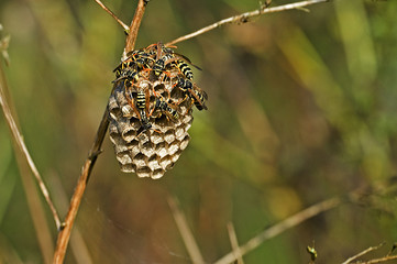 Polistes nimpha / Poliste