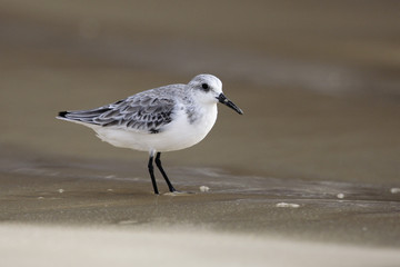 Calidris alba / Bécasseau sanderling