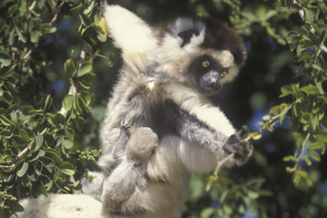 Propithecus verreauxi / Propitheque de verreaux