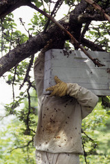 Apiculture / Récupération d'un essaim sauvage