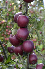 Malus communis / Pomme 'Royal Gala'