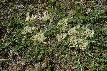 Astragalus depressus / Astragale nain / Astragale prostré