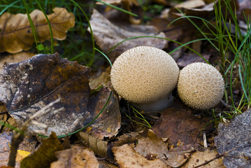 Lycoperdon perlatum / Vesse de loup perlée