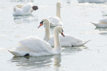 Fototapeta premium White swans on ice frozen sea. Winter.
