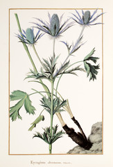 Illustration / Eryngium oliverianum / Panicaut d'olivier
