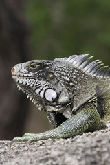 Iguana iguana / Iguane vert