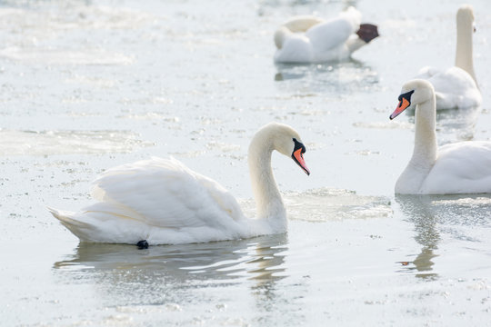 White swans on ice frozen sea. Winter.