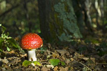 Amanita muscaria / Amanite tue mouches
