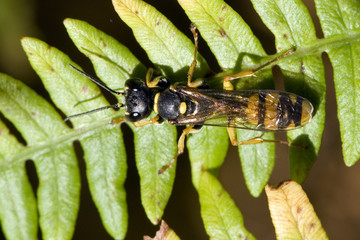 Mellinus arvensis / Melline des champs