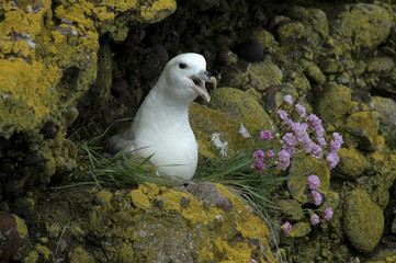 Fulmarus glacialis / Pétrel fulmar