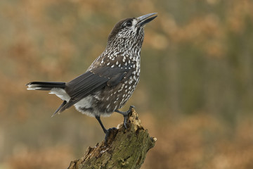 Nucifraga caryocatactes/ Cassenoix moucheté