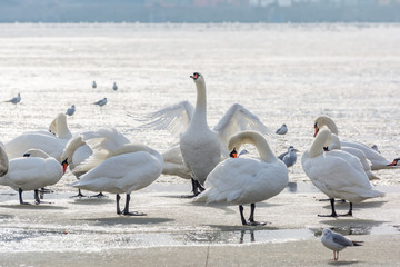 White swans on ice frozen sea. Winter.