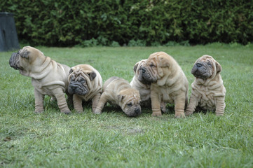 Chien / Race Shar-Peï