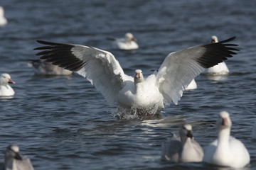 Anser caerulescens / Oie des neiges