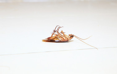 Low angle shot of a dead cockroach on floor toilet as background or print card.