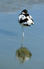 Recurvirostra avosetta / Avocette
