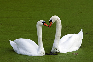Cygnus olor / Cygne tuberculé