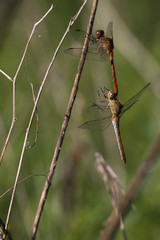 Sympetrum sanguineum / Sympétrum rouge sang