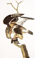 Buteo lagopus / Falco lagopus / Buse pattue