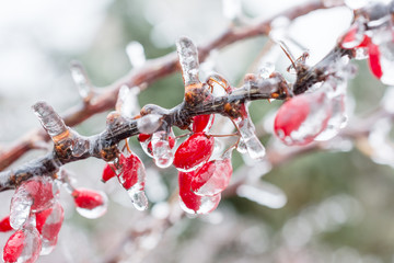 Icing. Red berries of barberry covered with ice.