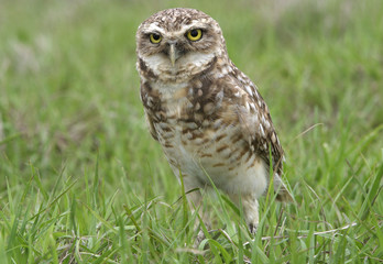 Athene cunicularia / Chouette des terriers