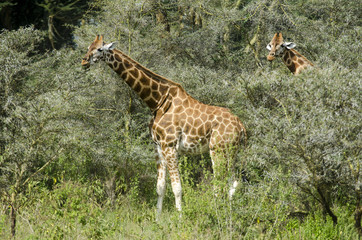 Giraffa camelopardalis rothschildi / Girafle de l'Ouganda