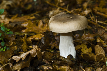 Clitocybe nébuleux / Petit gris / Grisette