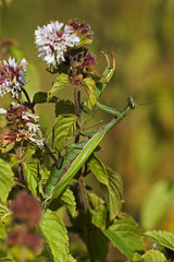 Mantis religiosa / Mante religieuse