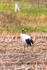 Red-crowned Japanease Cranes,in Kushiro Shitsugen,Hokkaido,Japan