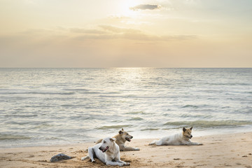 dogs on the beach