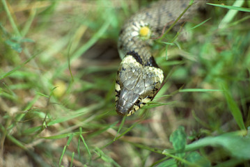 Couleuvre à collier / Natrix natrix