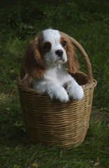 Chien / race Cavalier King Charles