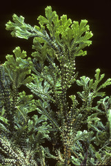 Selaginella martensii / Sélaginelle
