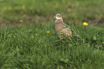 Phasianus colchicus / Faisan de Colchide / Femelle