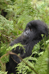 Gorilla gorilla beringei : Gorille de montagne