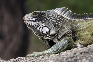 Iguana iguana / Iguane vert