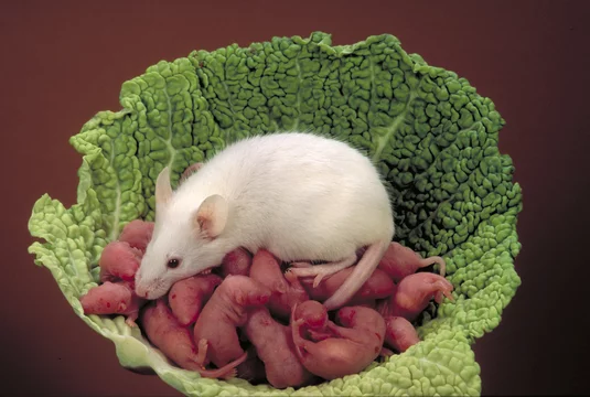 48 Best Souriceau Images Stock Photos Vectors Adobe Stock