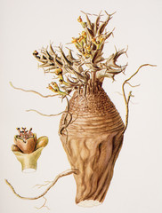 Illustration botanique / Euphorbia groenewaldii / Euphorbe