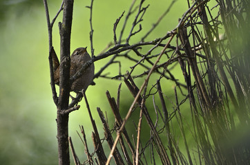 Troglodytes troglodytes / Troglodyte mignon