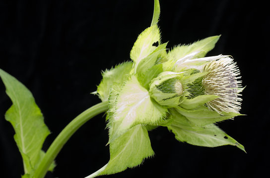 Cirsium oleraceum / Cirse des endroits cultivés