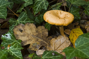 Clitocybe inversa / Clitocybe inversé