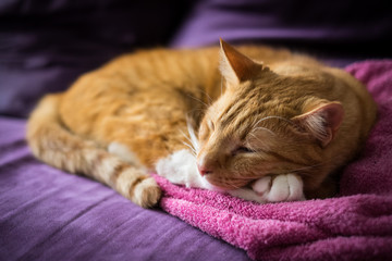Adorable Sleeping Ginger Cat