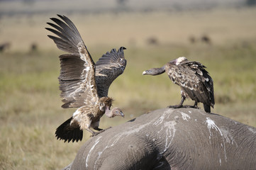 Gyps africanus / Vautour africain / Vautour à dos blanc